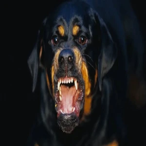 Şanlıurfa’da başıboş köpekler küçük kıza saldırdı!