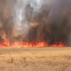 Harran’da 300 Dönümlük Buğday Tarlasında Yangın!