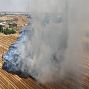 Şanlıurfa'da Anıza Doğrudan Ekim Çalışmaları Büyüyor