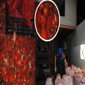 Şanlıurfa’da mide bulandıran manzara! Çürümüş domates, küflü salça ele geçirildi