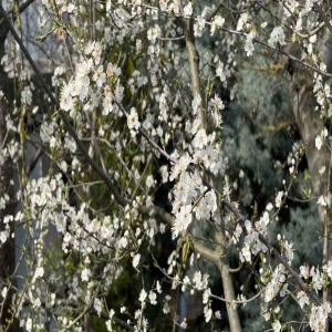 Baharın Habercisi Son Cemre Toprağa Düştü