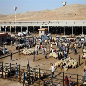 Şanlıurfa Büyükşehir duyurdu: Hayvan pazarı 48 saat kapalı olacak!