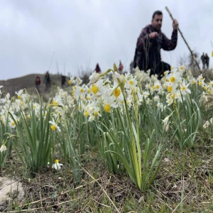 Şanlıurfa’da Doğaseverler Nergis Vadisine Ulaştı