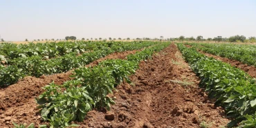 Şanlıurfa Büyükşehir Belediyesi Ata Tohumlarını Geleceğe Taşıyor