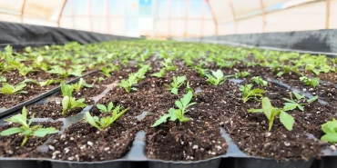 BÜYÜKŞEHİR SERALARINDA 400 BİN YAZLIK ÇİÇEK ÜRETİLİYOR