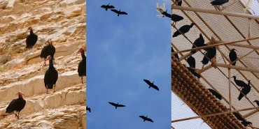 Dünyada sadece Şanlıurfa’da! Kelaynaklar için zamanla yarış