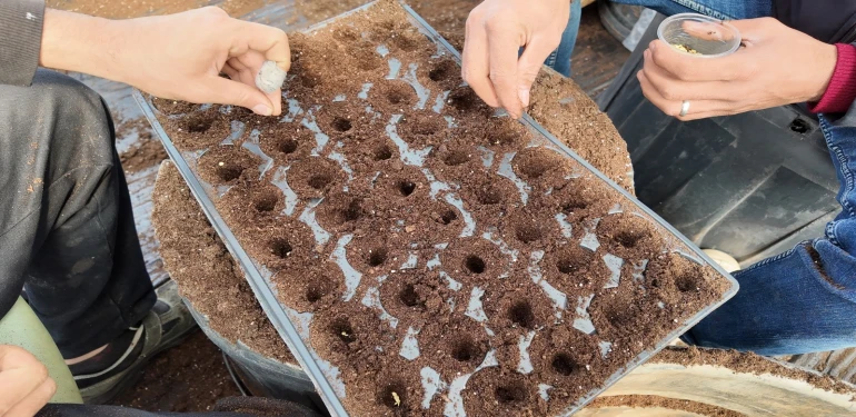 ŞANLIURFA BÜYÜKŞEHİR BELEDİYESİ 1 MİLYON FİDE ÜRETİYOR