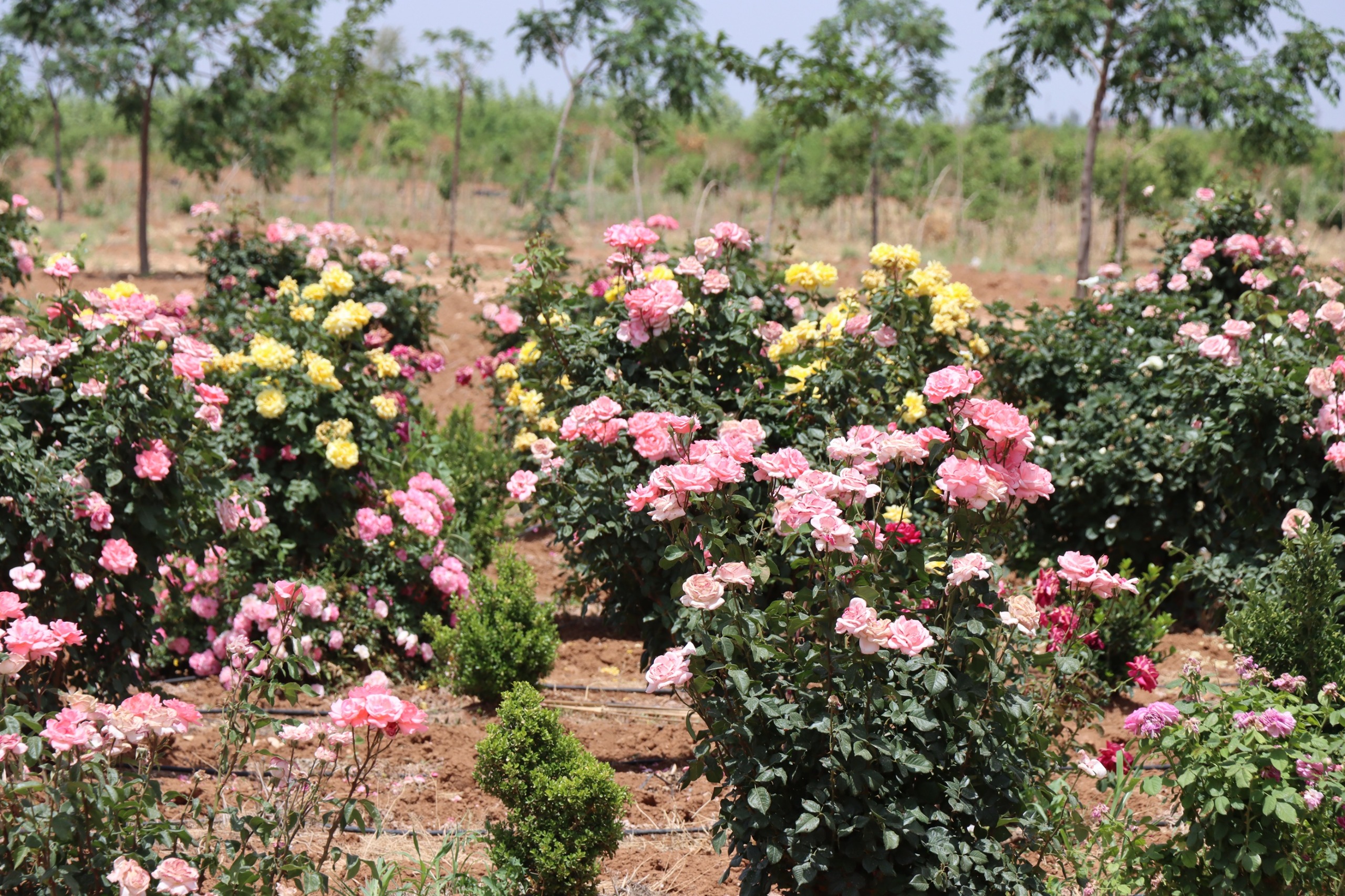 Urfa Büyükşehir’den gül üretimi