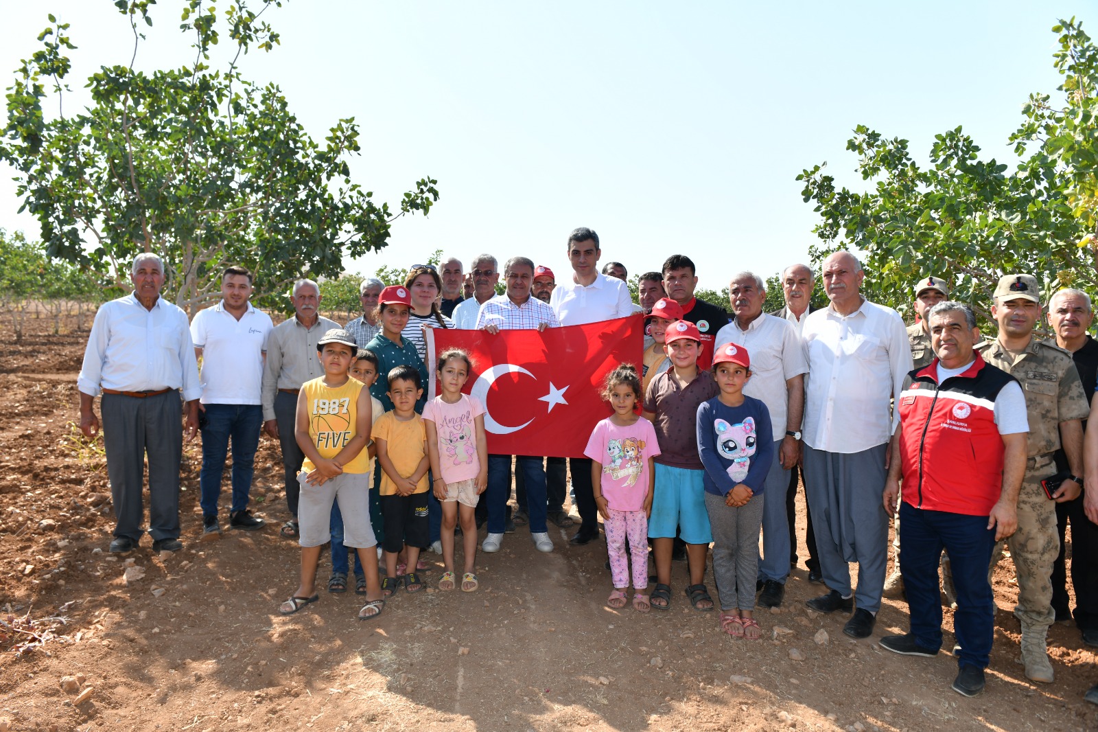 Urfa’da boz fıstık hasadı