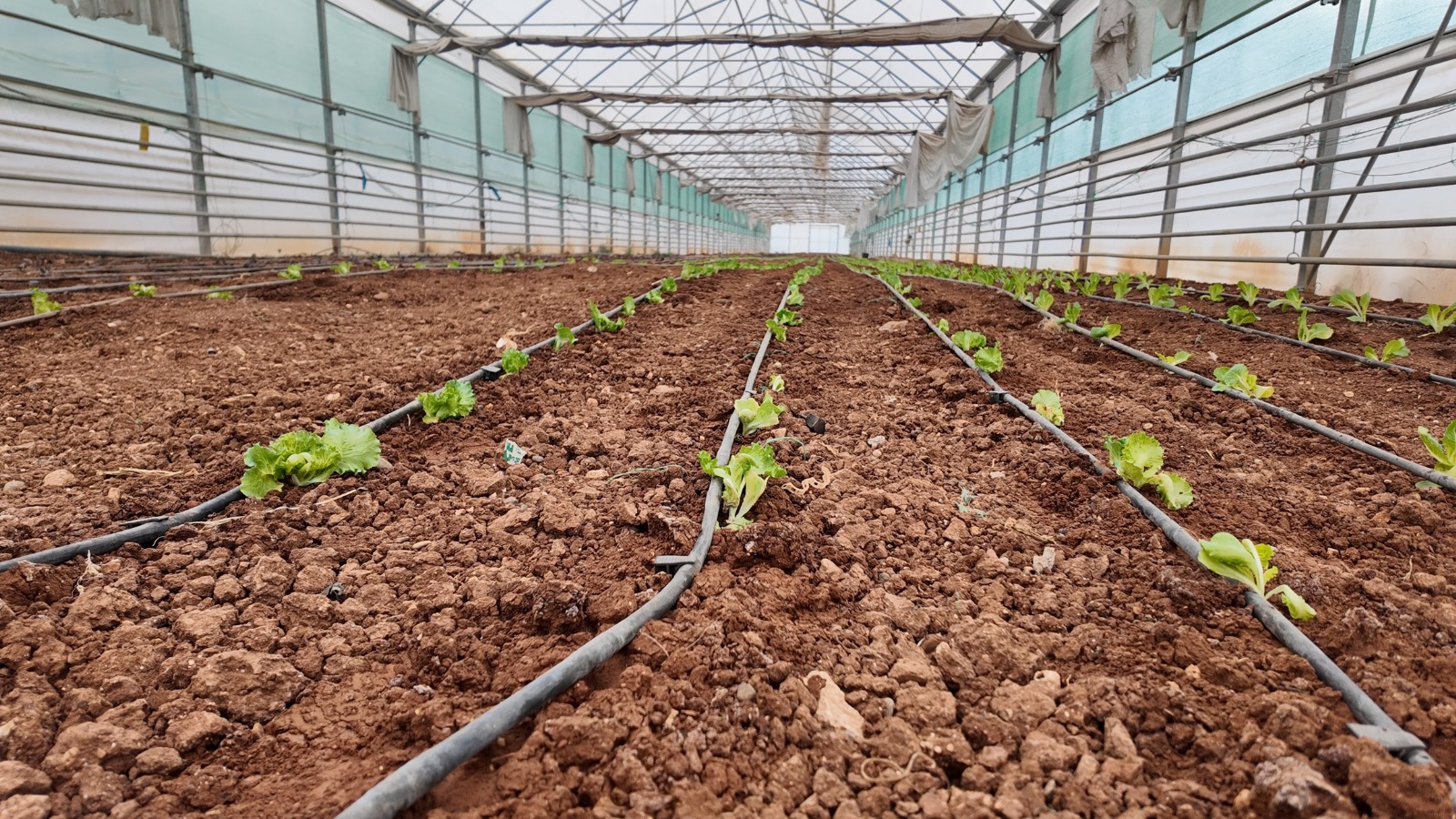Urfa’da kışlık sebze dikimi gerçekleştirildi