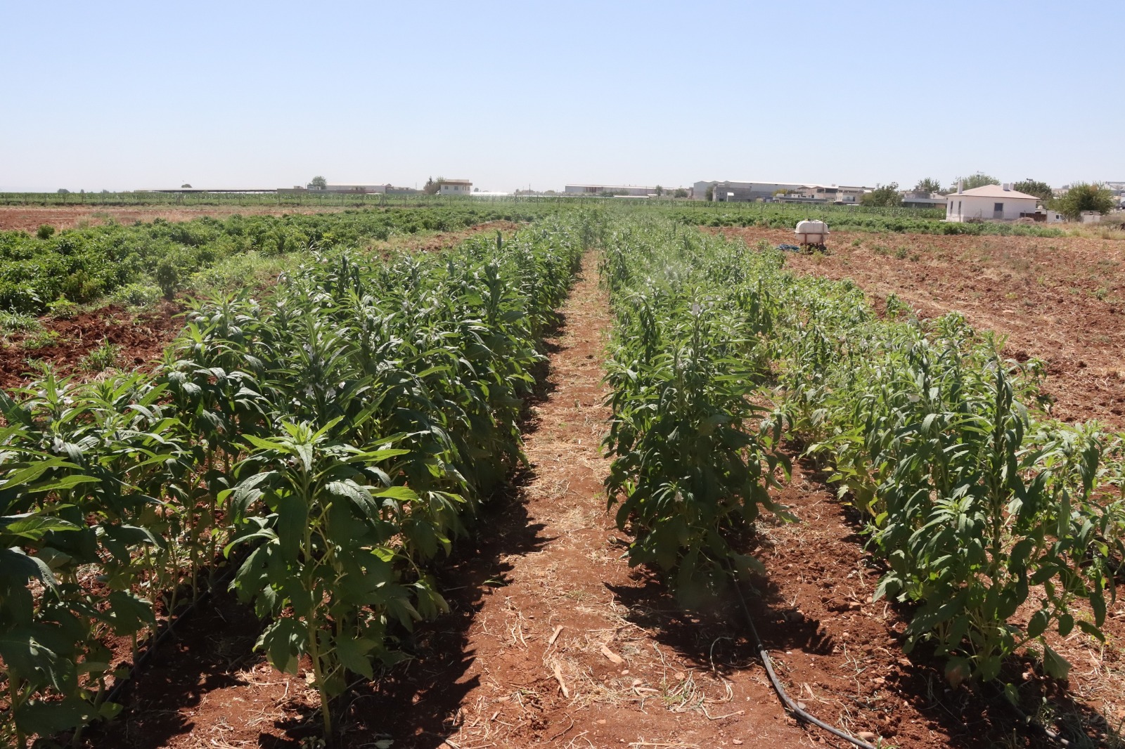 Urfa susamı yeniden hayat buluyor