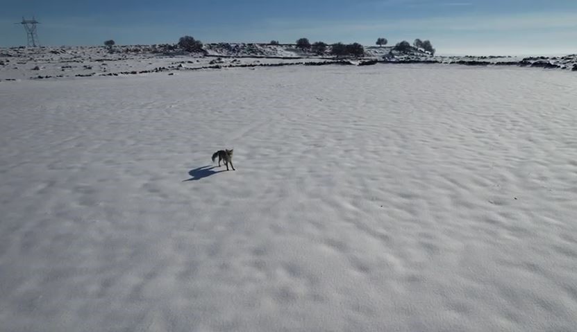 Şanlıurfa’da Tilki ile dronun eğlenceli mücadelesi