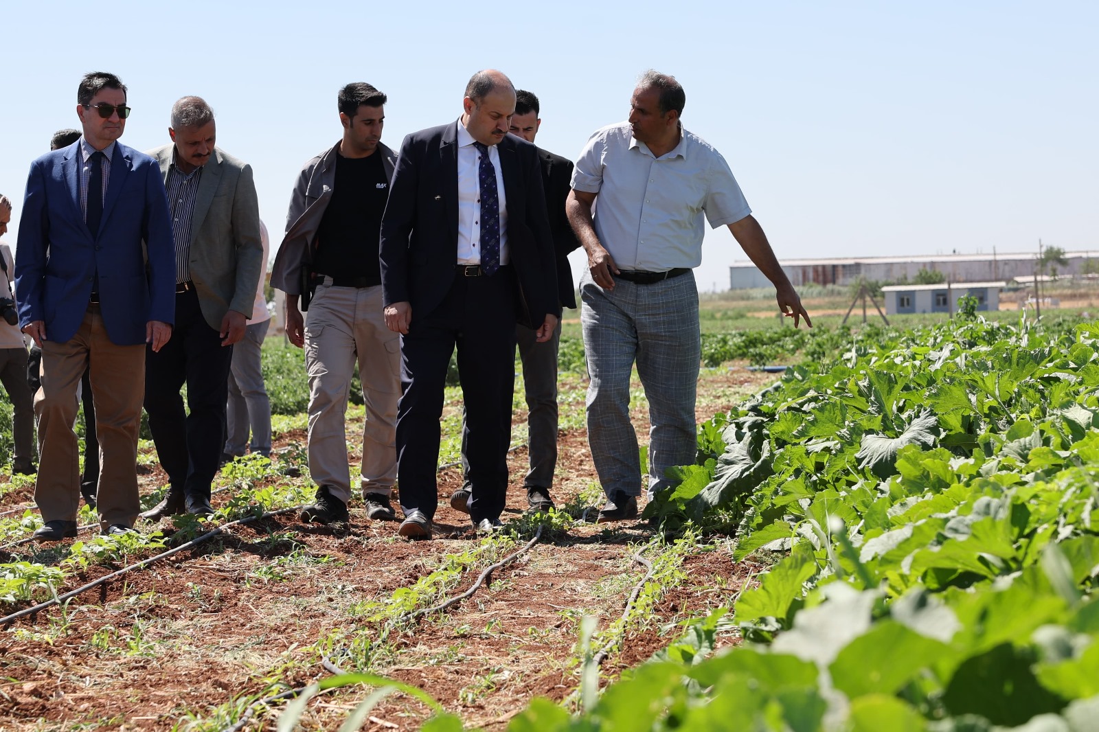 Urfa ata tohumuna sahip çıkıyor