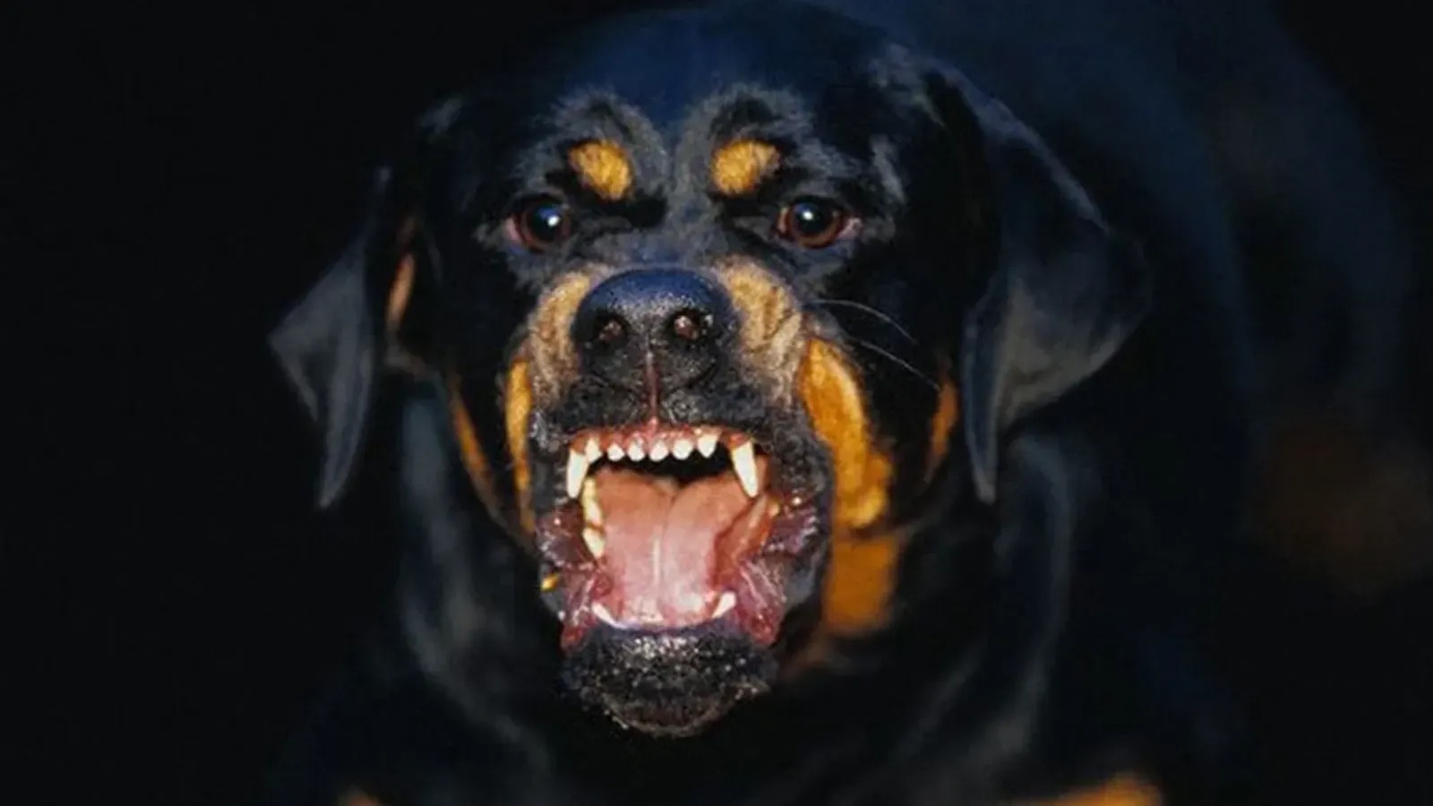 Şanlıurfa’da başıboş köpekler küçük kıza saldırdı!