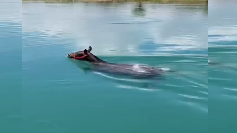 Fırat Nehrinde yüzen atı görenler gözlerine inanamadı