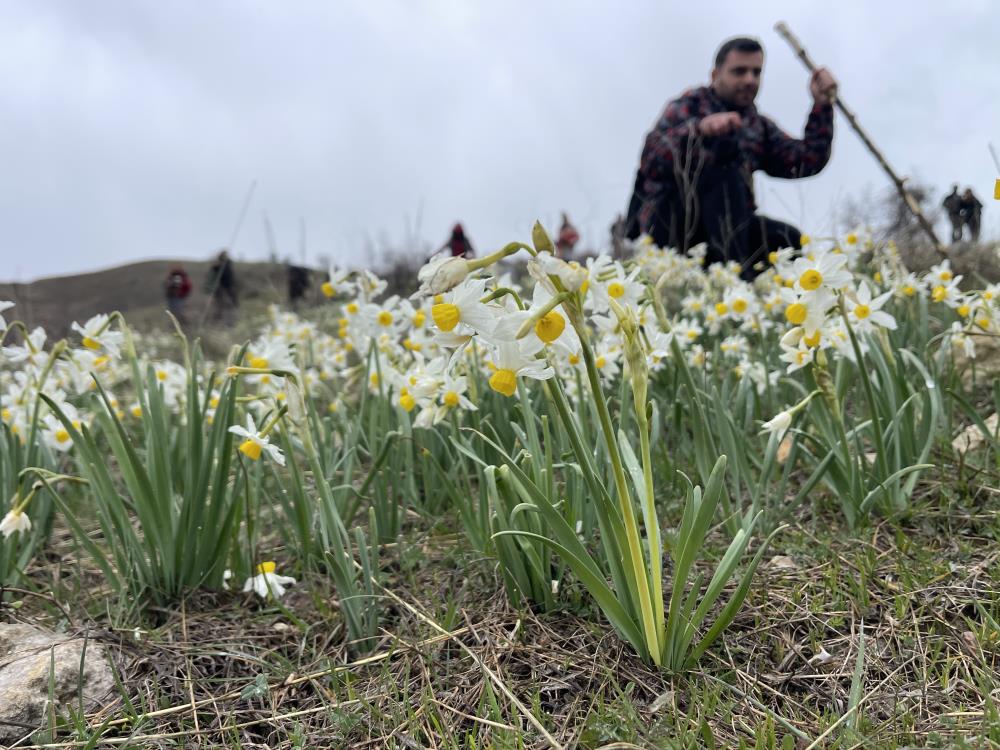 Şanlıurfa’da Doğaseverler Nergis Vadisine Ulaştı