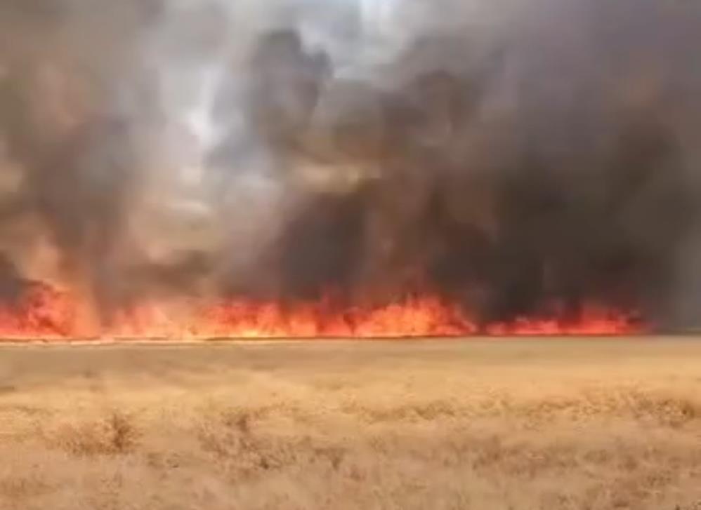Harran’da 300 Dönümlük Buğday Tarlasında Yangın!