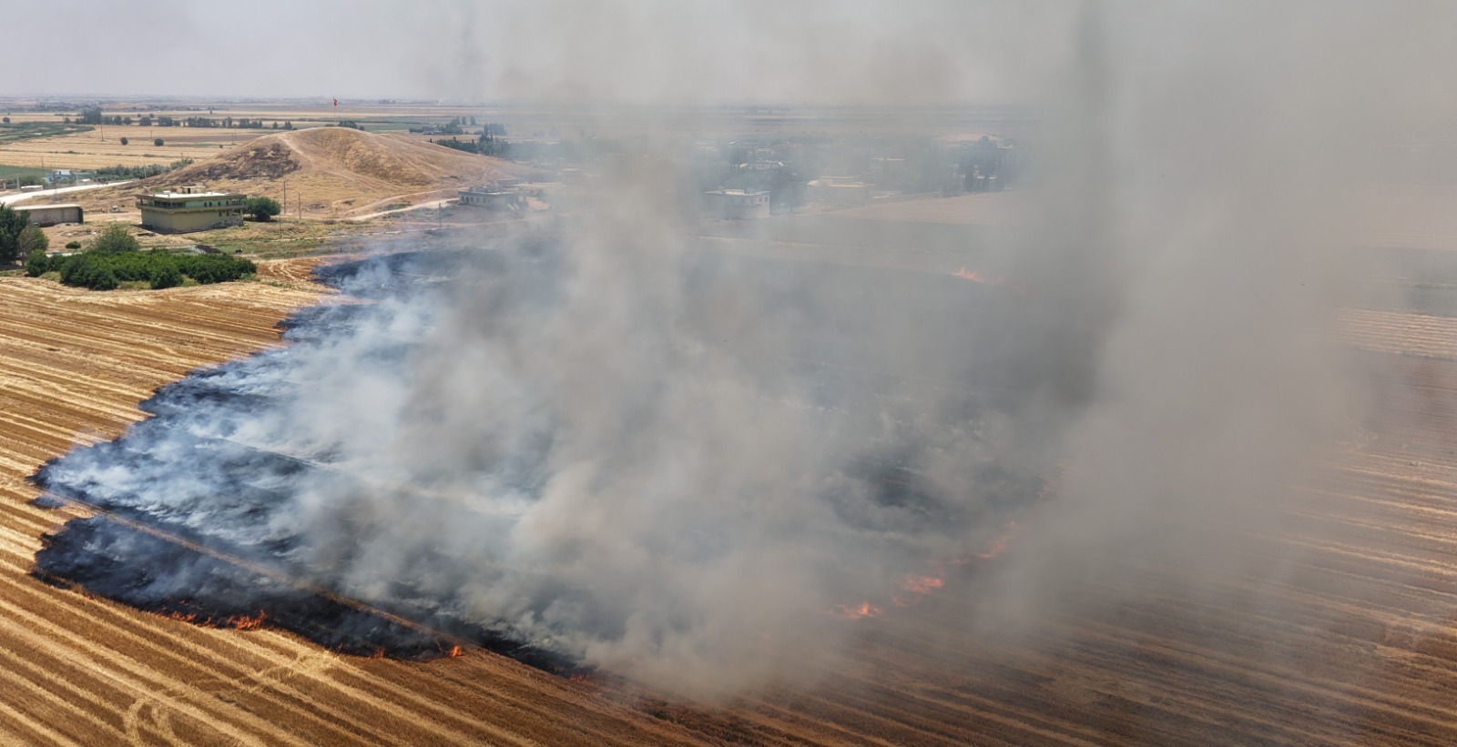 Şanlıurfa'da Anıza Doğrudan Ekim Çalışmaları Büyüyor