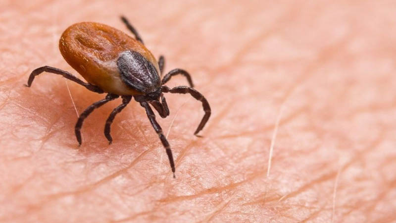 Kene kabusu geri döndü