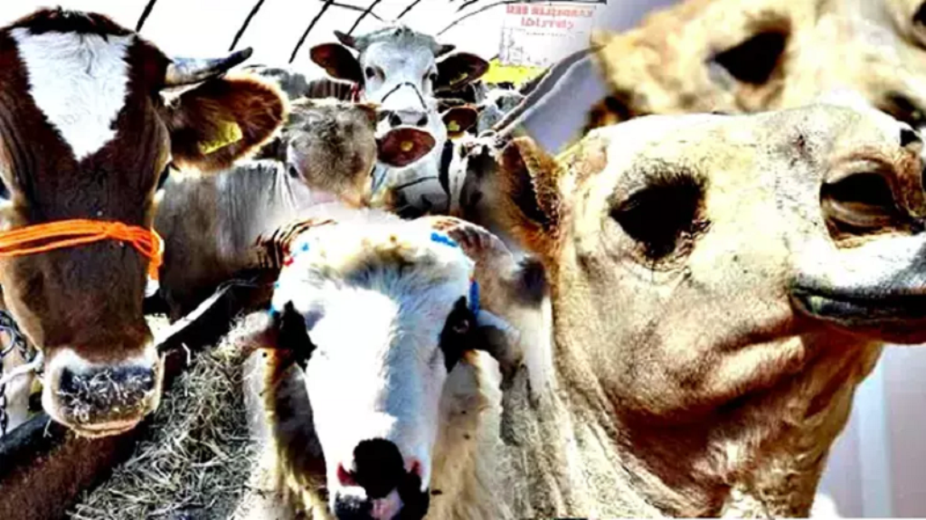 Kurbanlık alışverişinde erken alım hareketliliği