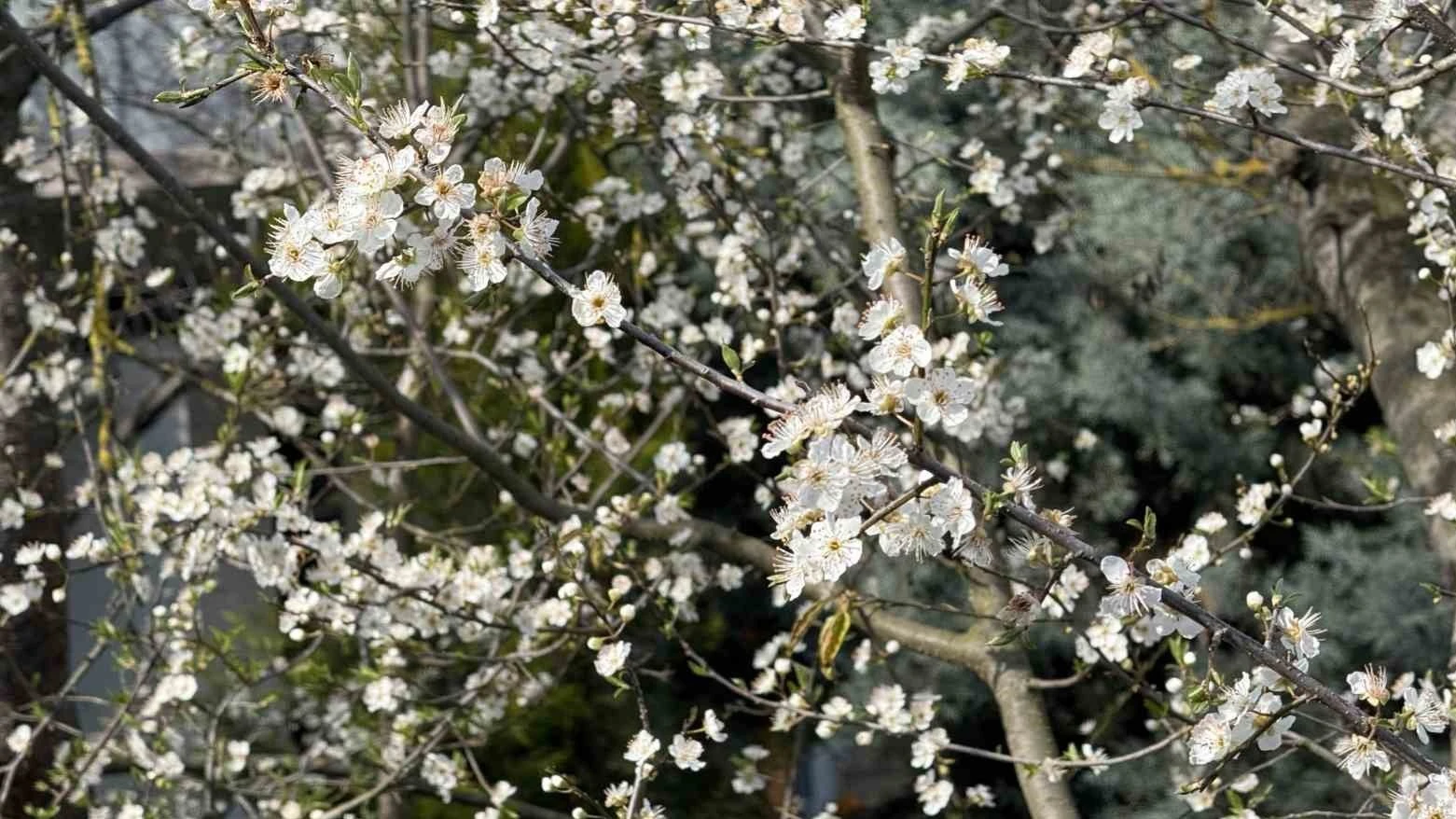 Baharın Habercisi Son Cemre Toprağa Düştü