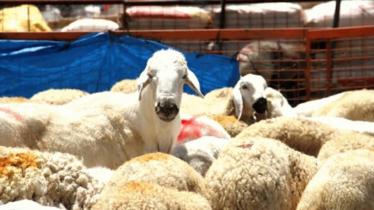Urfa’da kurban satış ve kesim yerleri belirlendi