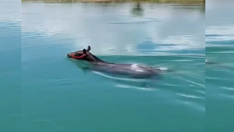 Fırat Nehrinde yüzen atı görenler gözlerine inanamadı