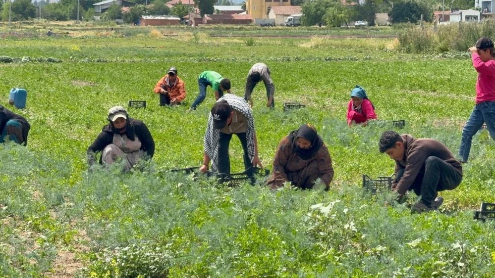 Şanlıurfalı Mevsimlik İşçiler Eskişehir’de Mağdur Oldu