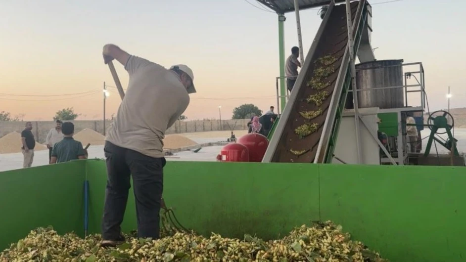 Şanlıurfa’da üreticinin yüzünü güldüren fıstık sezonu başladı