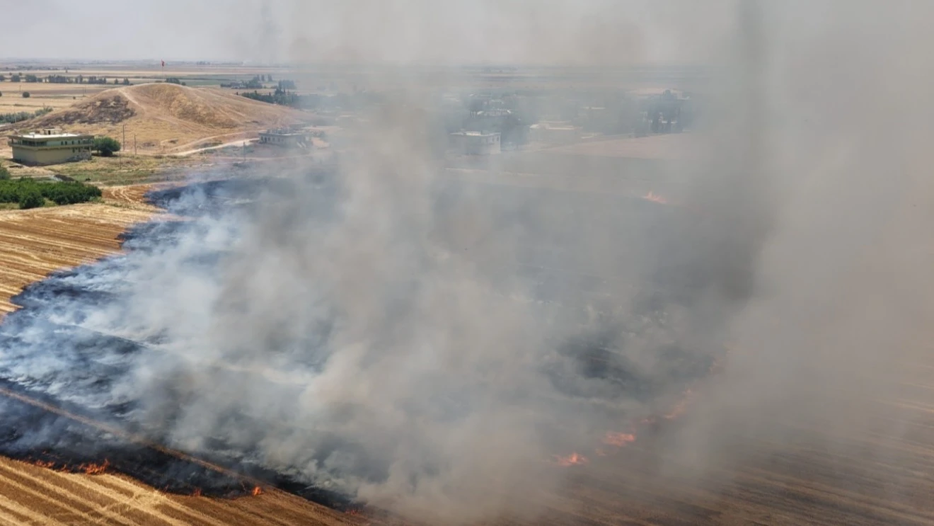 Şanlıurfa'da Anıza Doğrudan Ekim Çalışmaları Büyüyor