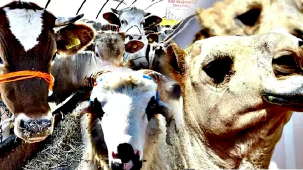 Kurbanlık alışverişinde erken alım hareketliliği