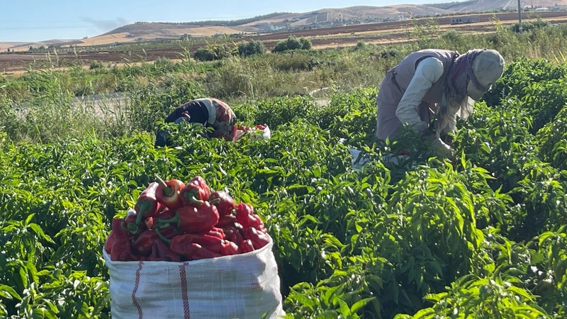 Şanlıurfa'da İsot Hasadı Hızlandı: Fiyatı Belli Oldu!