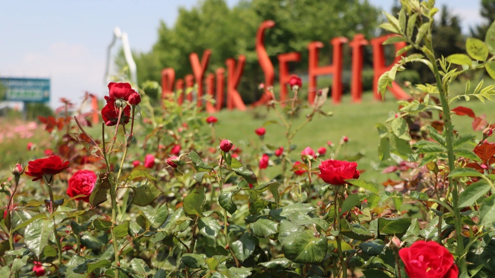 Büyükşehir Kendi Serasında Üretti, Şehrin Dört Bir Yanını Çiçeklerle Donattı