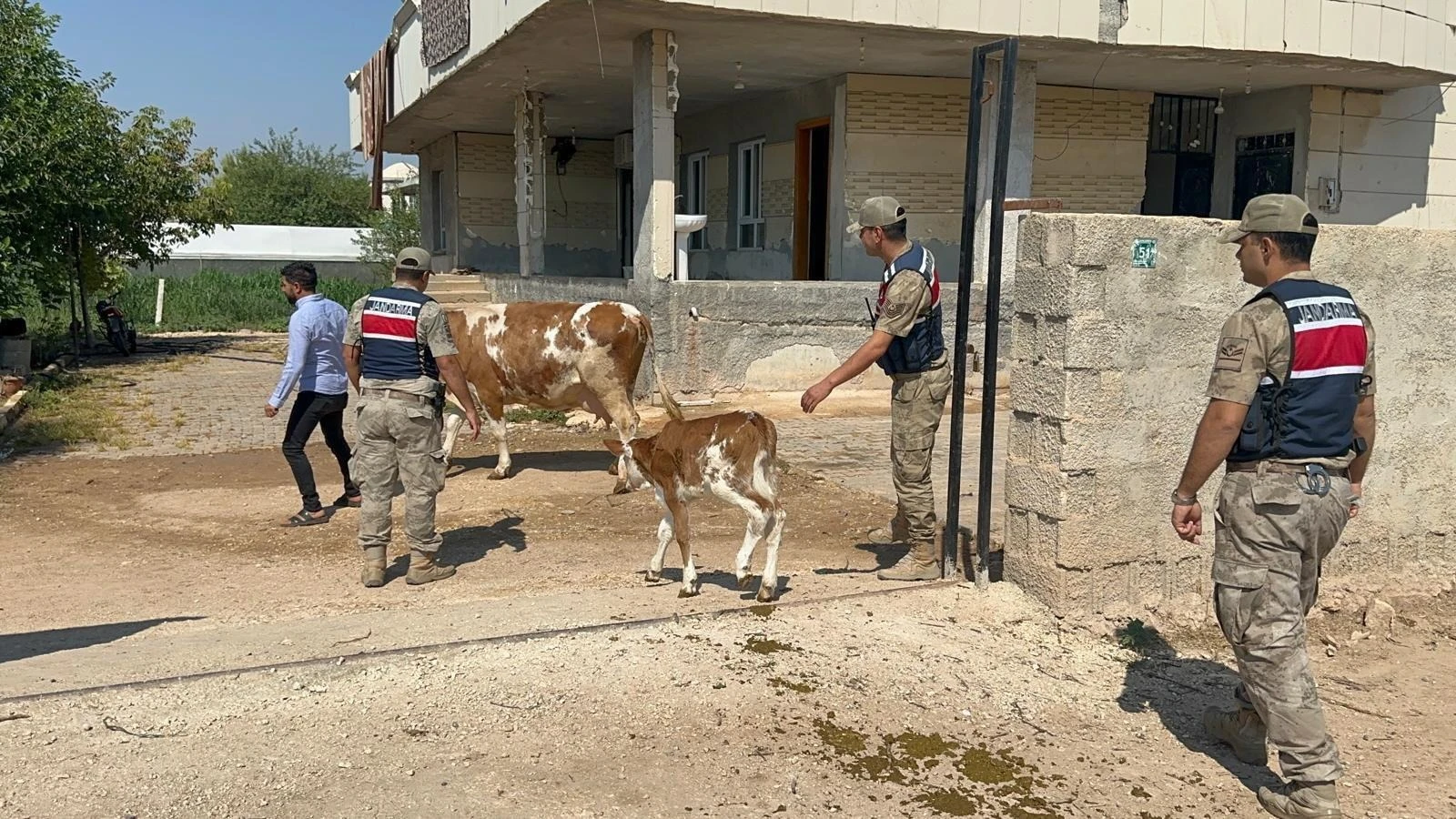 Büyükbaş Hayvan Dolandırıcılığına 1 Gözaltı